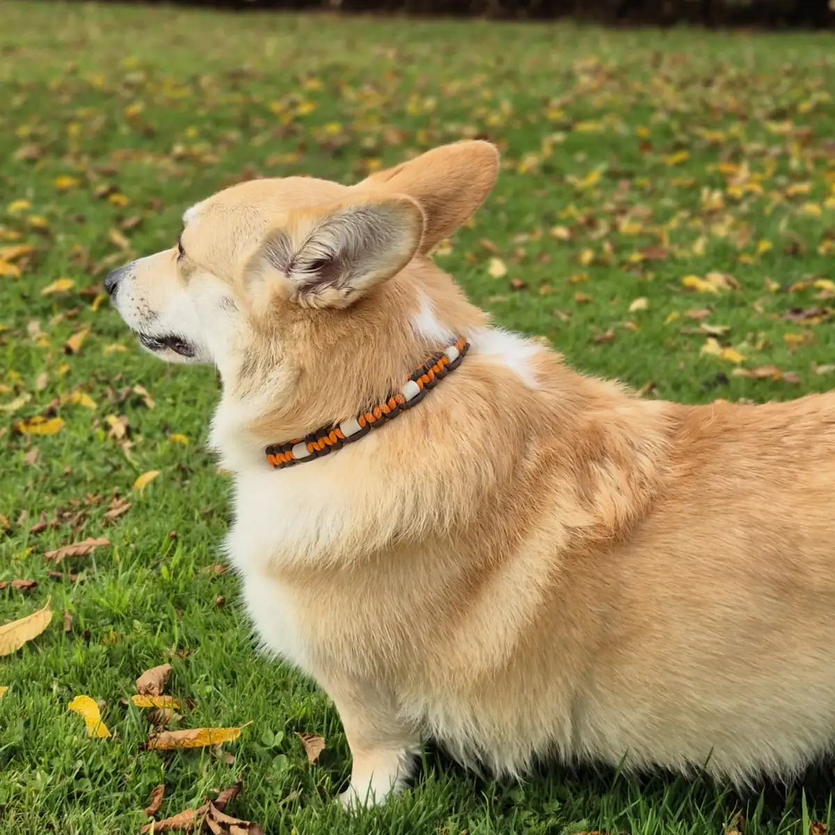 Collier anti-tiques et Vinaigre des 4 voleurs