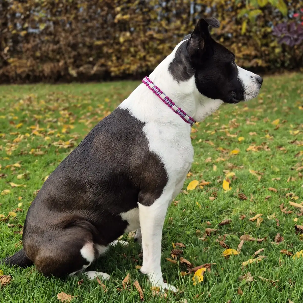 Vinaigre des 4 voleurs (Naturazoa)